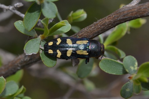 Castiarina picta