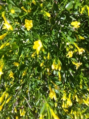 Chrysojasminum
