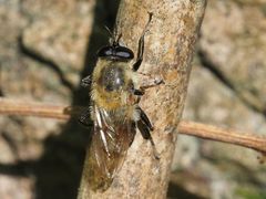 Criorhina floccosa