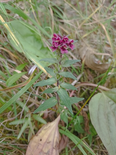 Red Odontites