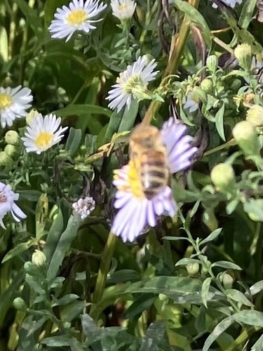 Western Honey Bee