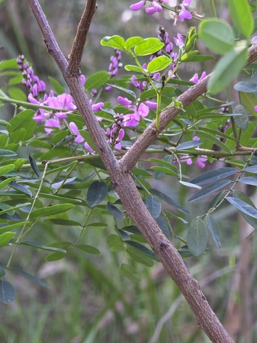 Indigofera australis, photograph 1