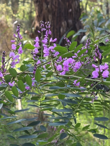 Indigofera australis, photograph 2