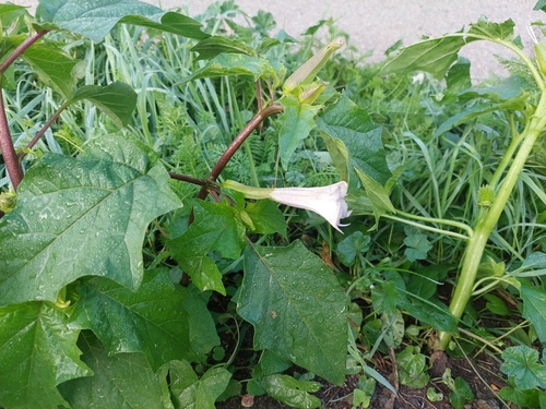 jimsonweed