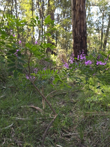 Indigofera australis, photograph 3