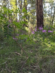 Indigofera australis, photograph (c) Ian Rainbow, some rights reserved (CC BY)