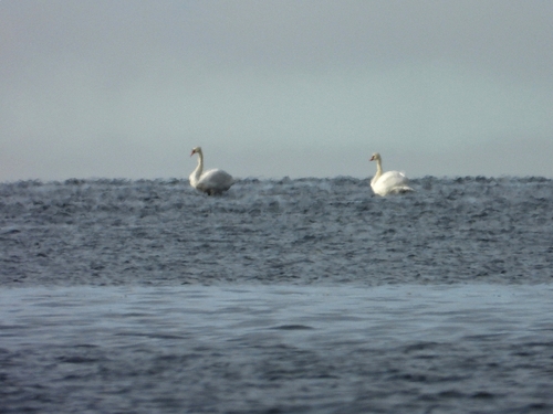 Mute Swan