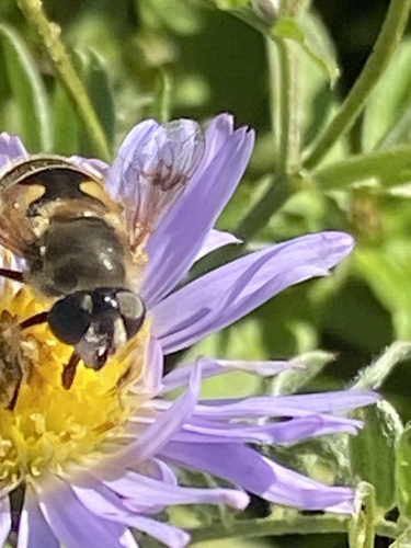 Stripe-winged Drone Fly