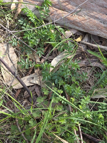 Acaena novae-zelandiae