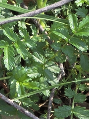 Acaena novae-zelandiae, photograph (c) Ian Rainbow, some rights reserved (CC BY)