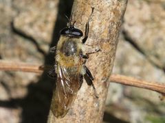Criorhina floccosa