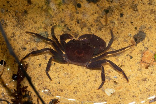 Phricotelphusa hockpingi