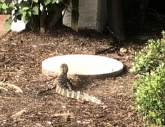 Alligator mississippiensis