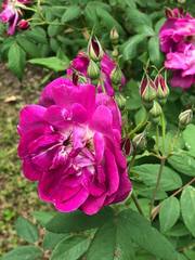 Rosa gallica