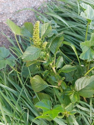 purple amaranth