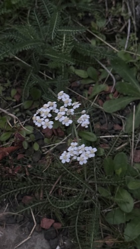 common yarrow