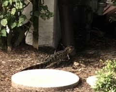 Alligator mississippiensis