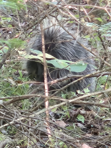 North American Porcupine