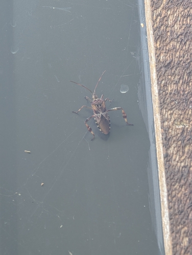 Western Conifer Seed Bug