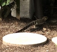 Alligator mississippiensis