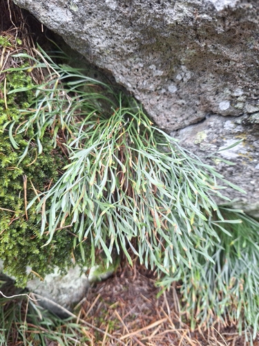 northern spleenwort