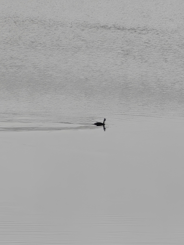 Great Crested Grebe