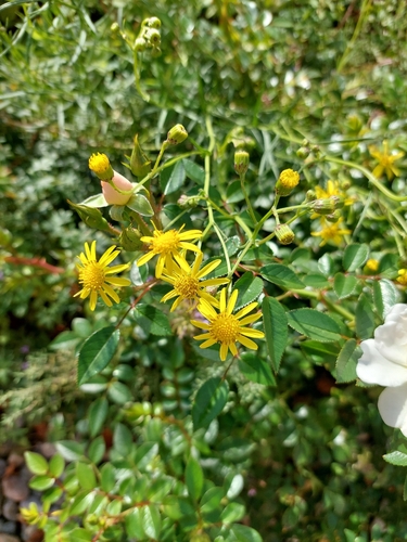 Narrow-leaved Ragwort