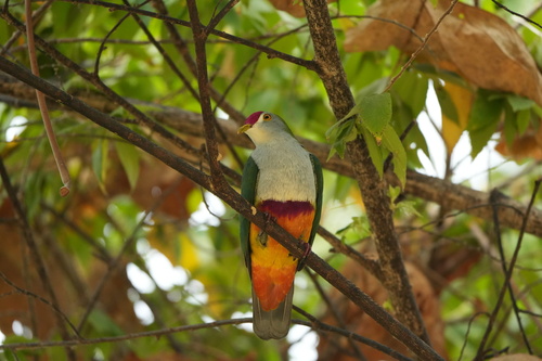 Ptilinopus pulchellus observed 2026-09-23