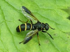 Temnostoma bombylans