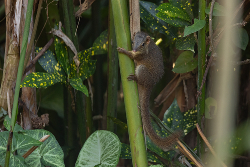 Tupaia javanica observed 2026-09-23