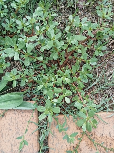 Common Purslane