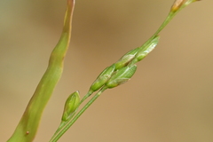 Ehrharta erecta, photograph (c) Christopher Stephens, some rights reserved (CC BY-SA)