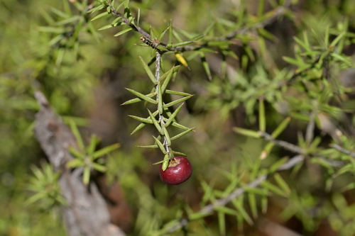 Leptecophylla juniperina, photograph 6