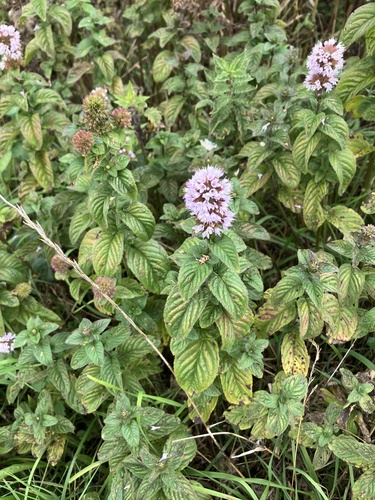 watermint