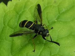 Temnostoma bombylans