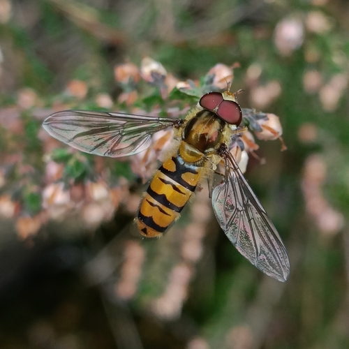 Marmalade Hover Fly