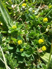 Medicago lupulina