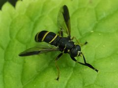 Temnostoma bombylans