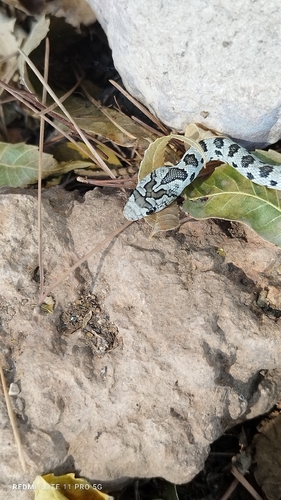 Horseshoe Whip Snake