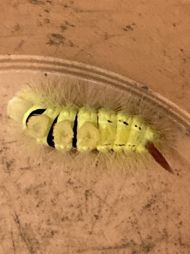 Pale Tussock Moth