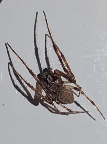 Grey Cross Spider
