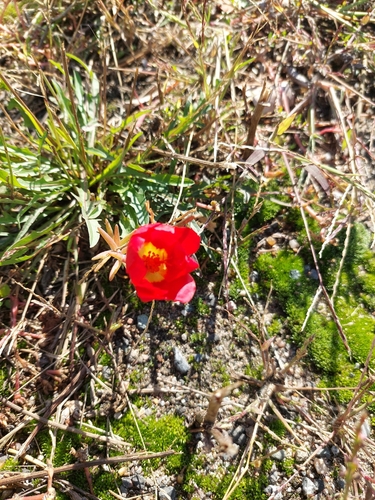 moss rose