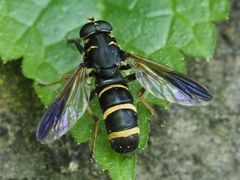 Temnostoma bombylans
