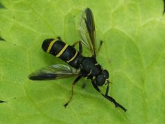 Temnostoma bombylans