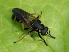 Temnostoma bombylans