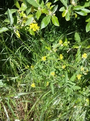 Sisymbrium officinale