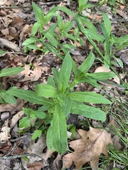 Saponaria officinalis
