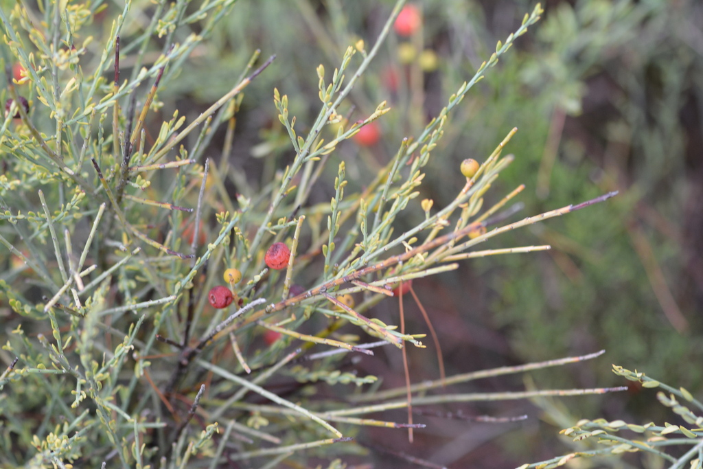 Osyris alba; photograph (c) Pantazi Katerina, some rights reserved (CC BY)