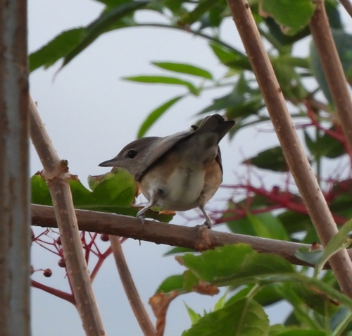 Garden Warbler