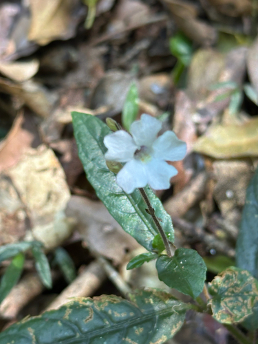 Brunoniella spiciflora, 2026-09-22